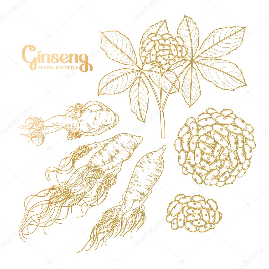 Graphic ginseng root and berries