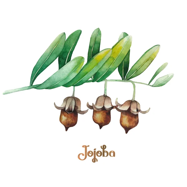 Ακουαρέλα φυτό Jojoba — Φωτογραφία Αρχείου