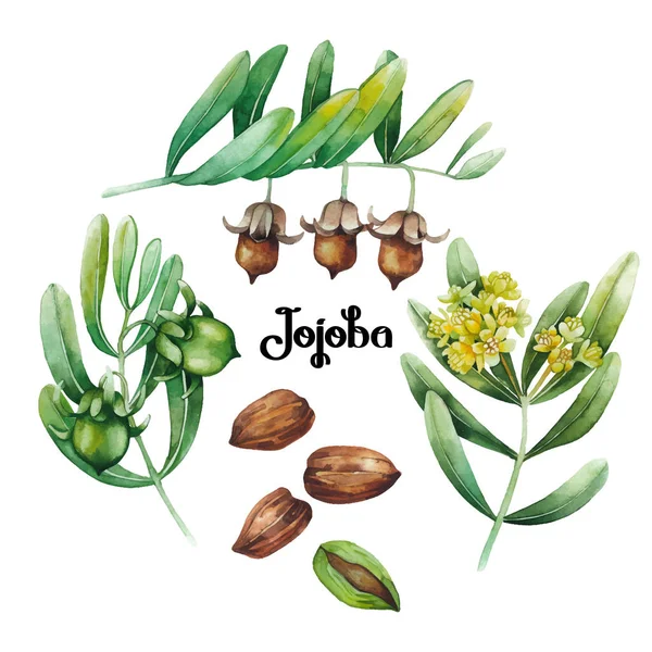 Aquarela Jojoba planta — Vetor de Stock