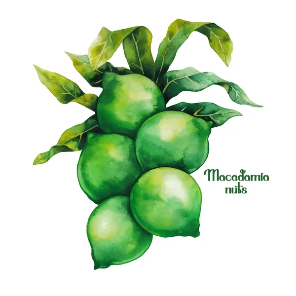 Noci di macadamia acquerello — Vettoriale Stock