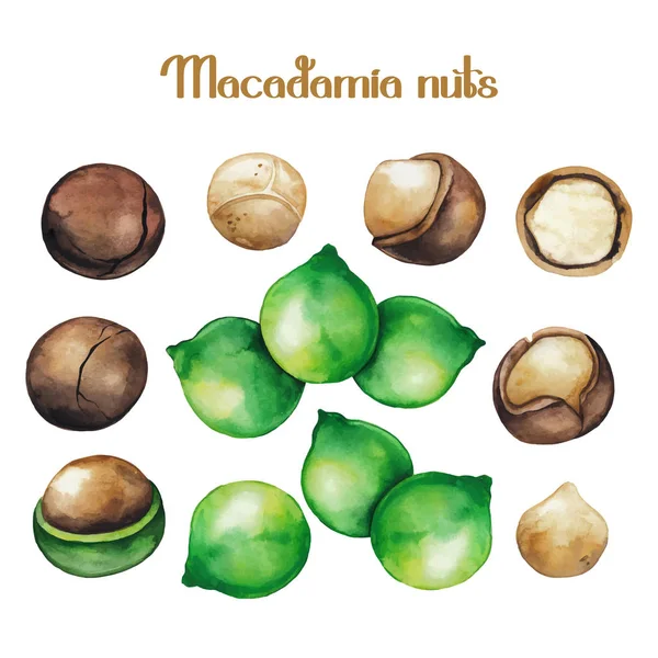 Noci di macadamia acquerello — Vettoriale Stock