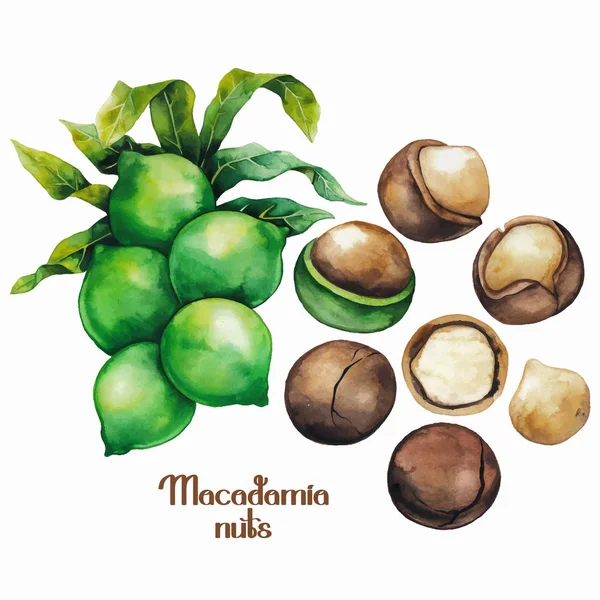 Watercolor macadamia nuts — Stock Vector