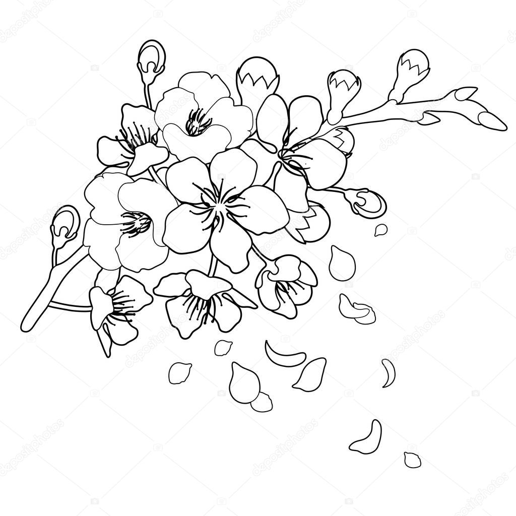 Graphic sakura flowers