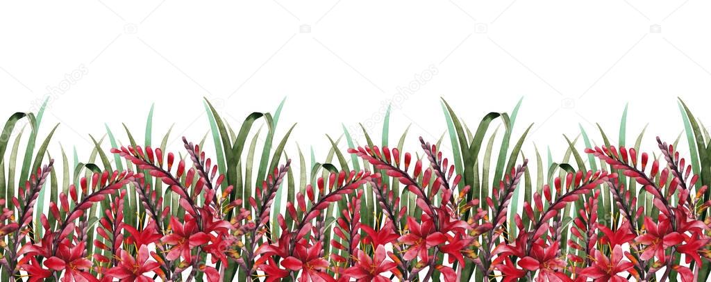 Watercolor crocosmia border