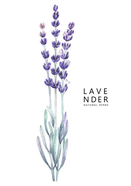 Watercolor lavender bouquet