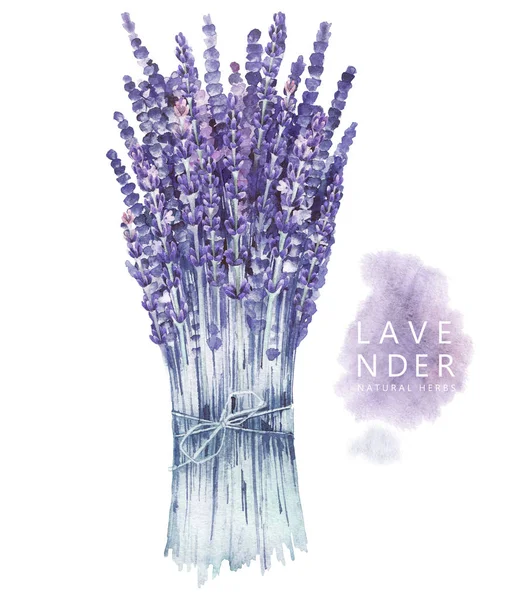 Watercolor lavender bouquet — Stock Photo, Image