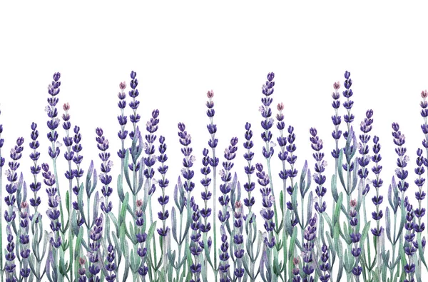 Aquarell Lavendel Design — Stockfoto