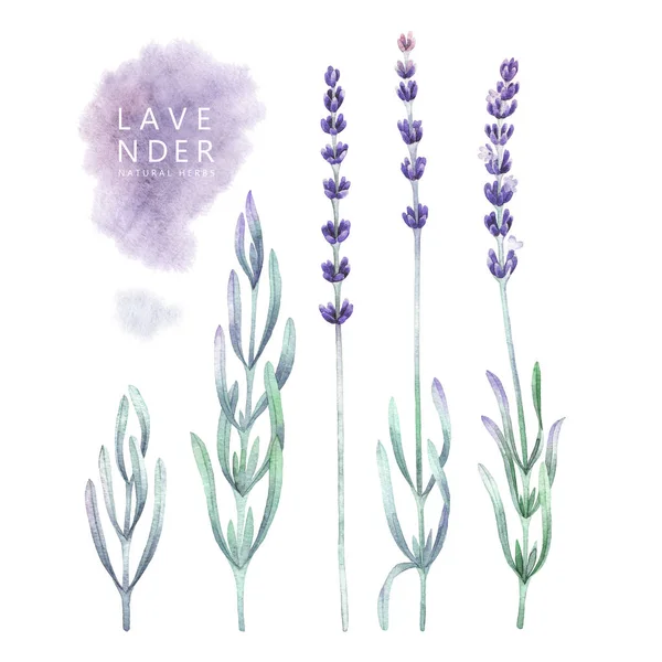 Watercolor lavender collection — Stock Photo, Image