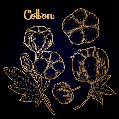 Grafik pamuk bitkiler