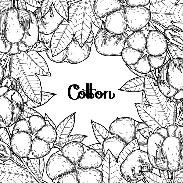 Plantes graphiques de coton — Image vectorielle