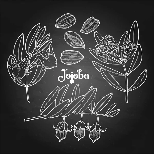 Planta gráfica jojoba — Archivo Imágenes Vectoriales