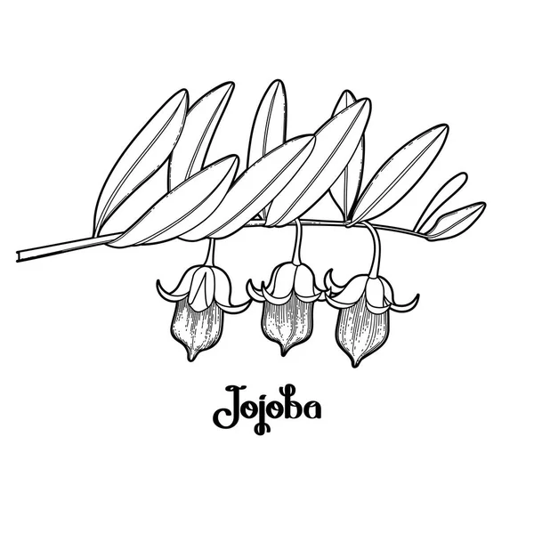 Plante graphique jojoba — Image vectorielle