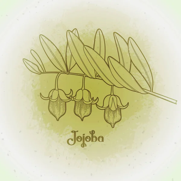 Plante graphique jojoba — Image vectorielle