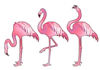 Sevimli grafik flamingo
