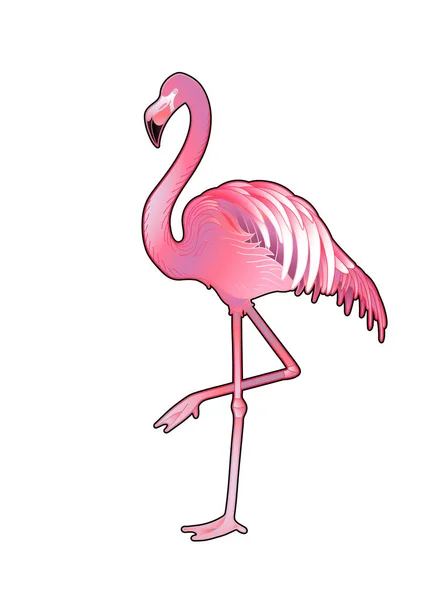 Flamingo gráfico bonito —  Vetores de Stock