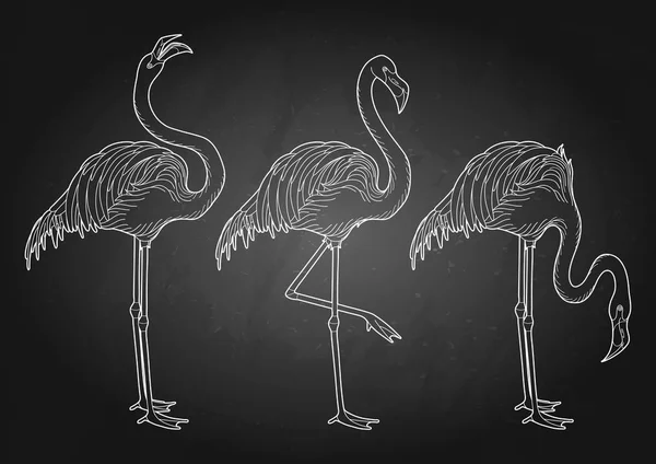 Симпатичный графический фламинго — стоковый вектор