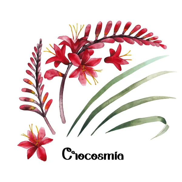 Akwarela crocosmia kolekcji — Wektor stockowy