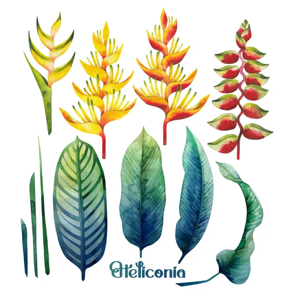 Ακουαρέλα heliconia συλλογή — Διανυσματικό Αρχείο