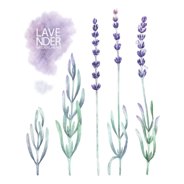 Aquarel lavendel collectie — Stockvector