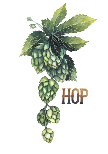 Watercolor hops on the branch — Stock Photo, Image