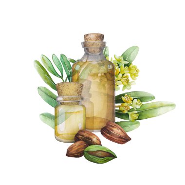 Suluboya Jojoba bitki