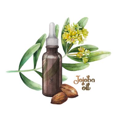 Suluboya Jojoba bitki