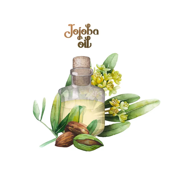 Akwarela roślin Jojoba — Zdjęcie stockowe