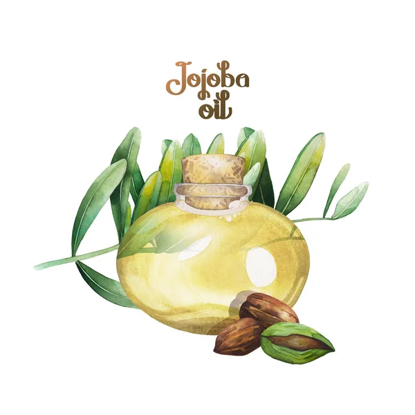 Acquerello Jojoba pianta — Foto Stock