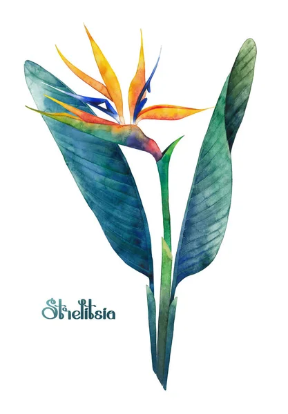 水彩ストレチア花束 — ストック写真