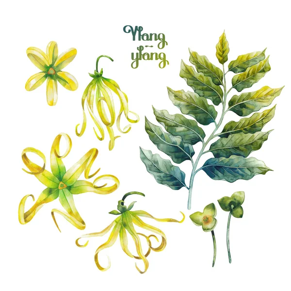 Sada akvarel ylang ylang — Stock fotografie