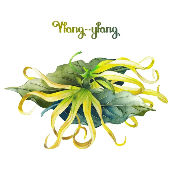 Akwarela ylang ylang — Zdjęcie stockowe
