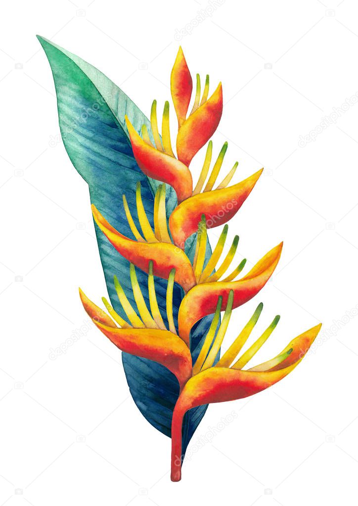 Watercolor heliconia bouquet