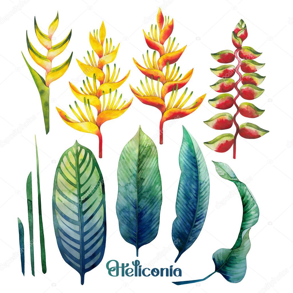 Watercolor heliconia collection