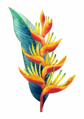 Suluboya heliconia buket