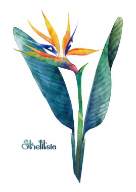 Suluboya STERLİÇYA buket