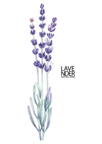 Watercolor lavender bouquet — Stock Vector