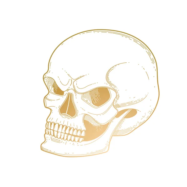 Crâne graphique avec un sourire craintif — Image vectorielle