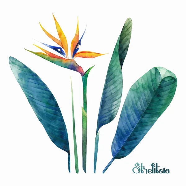 Acquerello collezione strelitzia — Vettoriale Stock