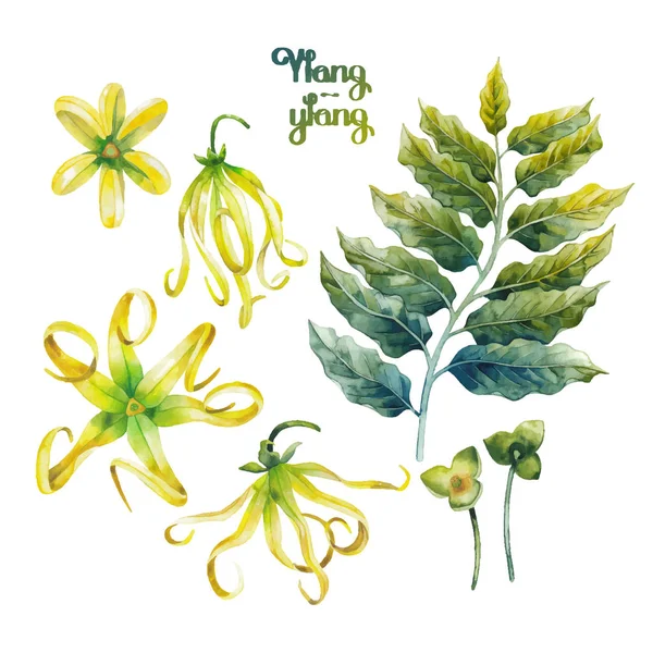 水彩 ylang ylang セット — ストックベクタ