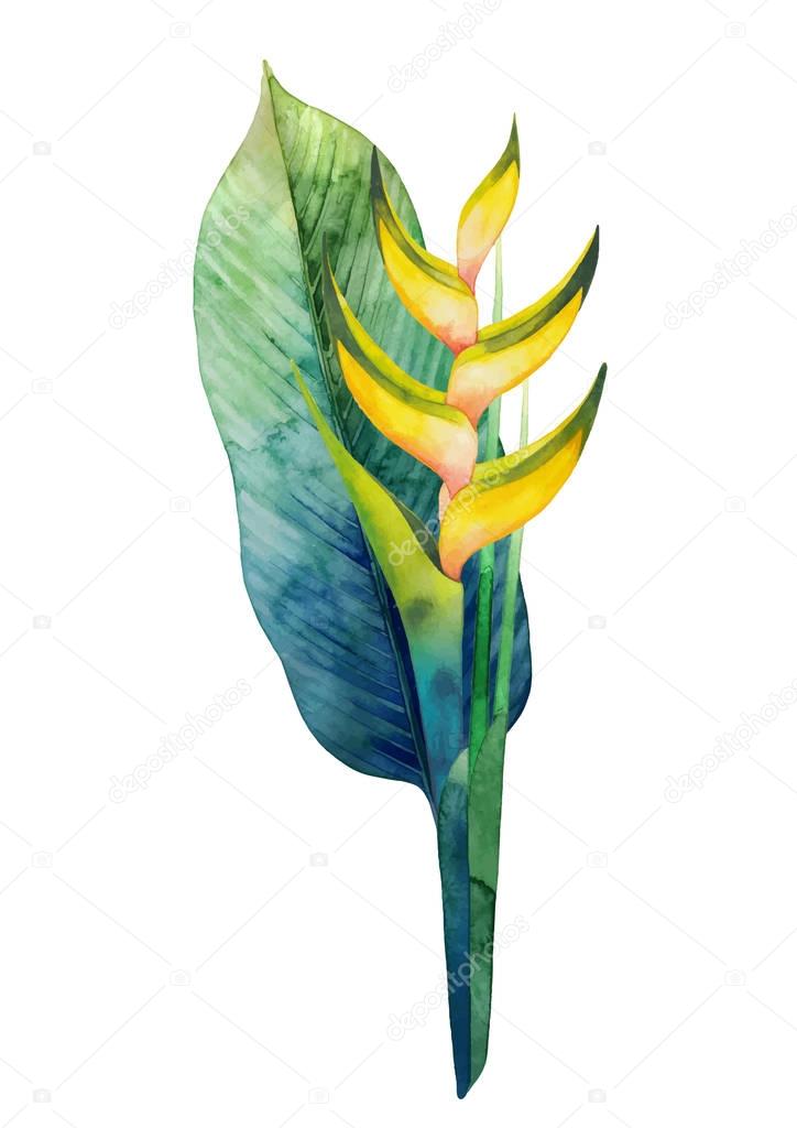 Watercolor heliconia bouquet