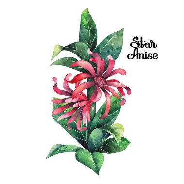 Suluboya yıldız anason