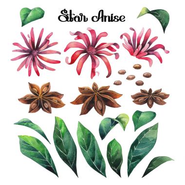 Suluboya yıldız anason