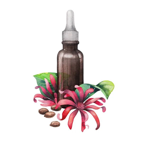 Watercolor star anise oil — Stock Photo, Image