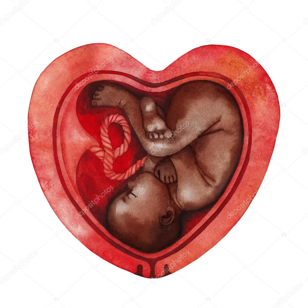 Watercolor fetus inside the heart shaped