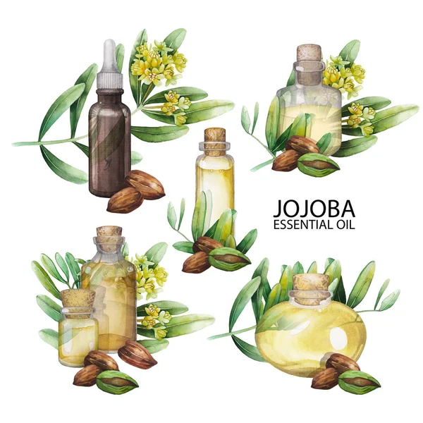 Juego de aceite de jojoba acuarela — Foto de Stock