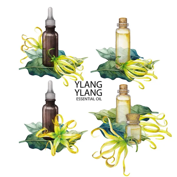 Acquerello ylang ylang raccolta di olio — Foto Stock