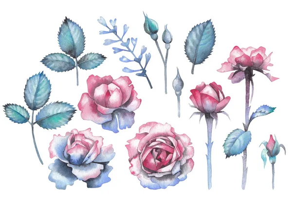 Akvarelu kolekce růžových listů a květin — Stock fotografie