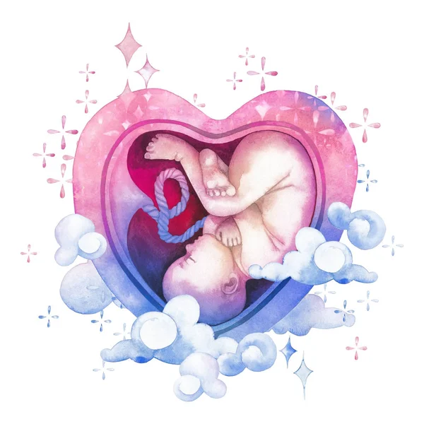 Aquarel embryo in de baarmoeder hartvormige — Stockfoto