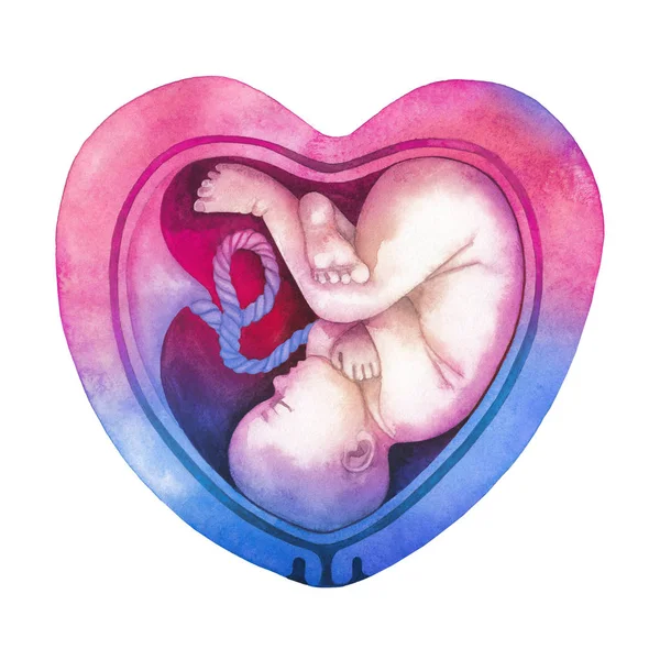 Watercolor embryo inside the heart shaped womb — Stock Photo, Image