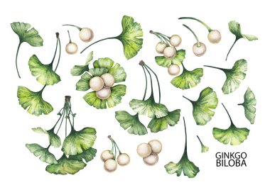 Suluboya ginkgo biloba dalları